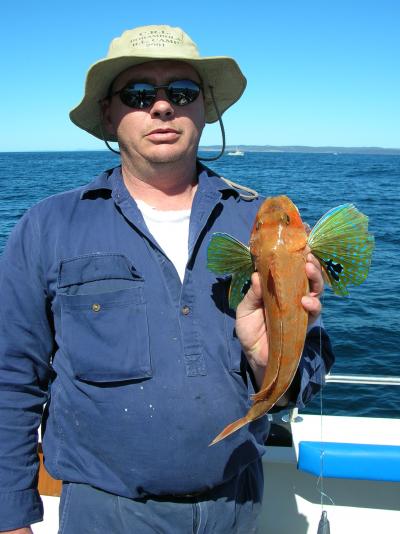 One of the many Red Gurnard caught through the week